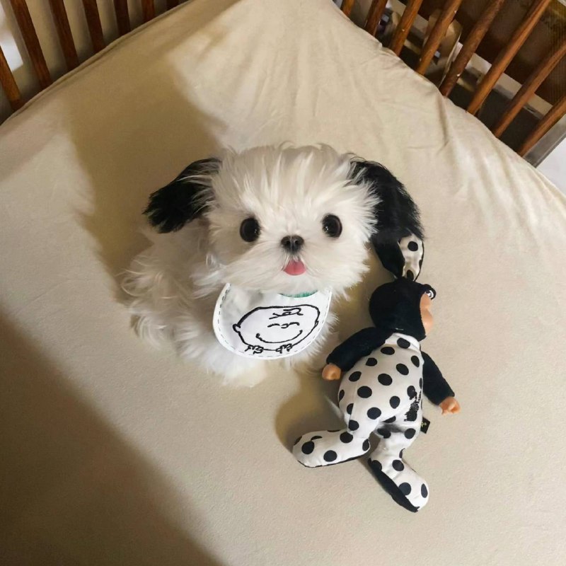 #狗狗from 平壤卫视 via 呀#狗狗from 平壤卫视 via 呀