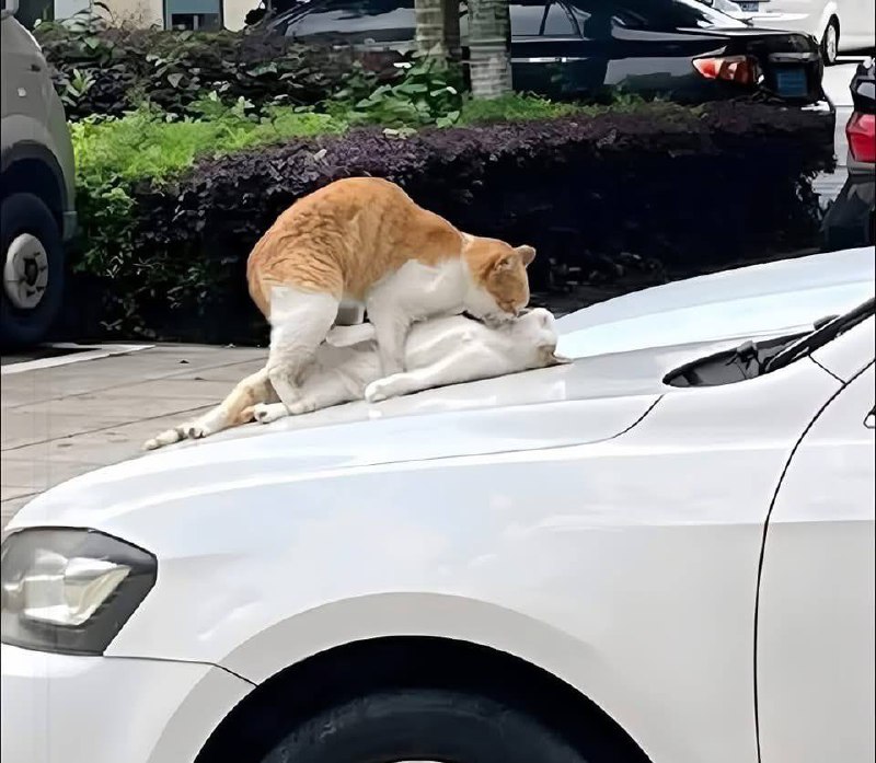 炙热的爱情