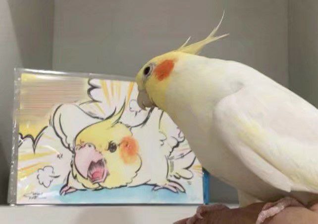可爱可爱