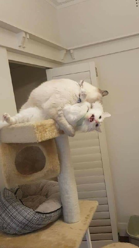 “霸道猫猫 ​​​”“霸道猫猫 ​​​”