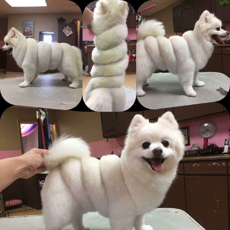 米其林？#狗狗from 平壤卫视 via ㅤ