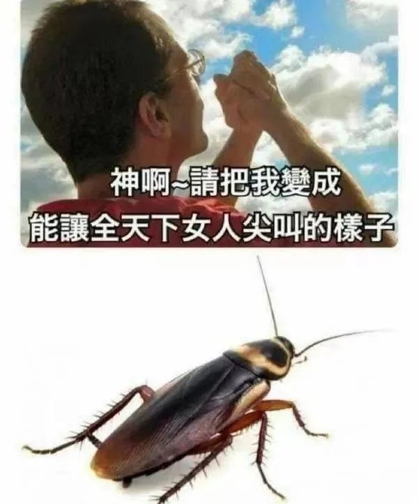 from 平壤卫视 via ㅤ
