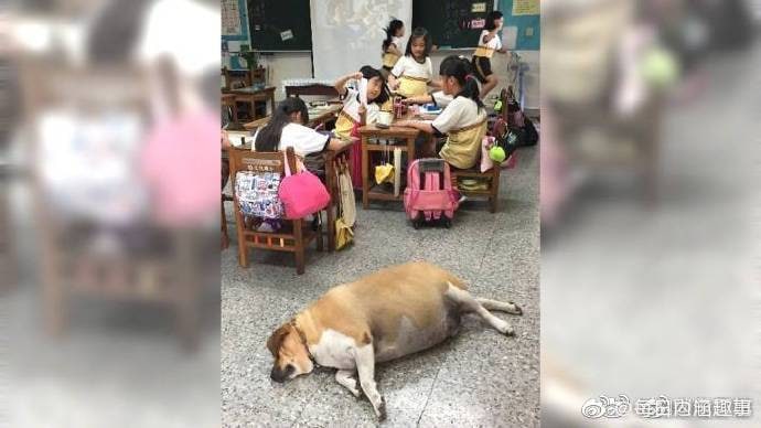 新北市淡水文化国小的校犬，由于长的可爱，老师和同学都忍不住给它买零食吃，结果长成了这样新北市淡水文化国小的校犬，由于长的可爱，老师和同学都忍不住给它买零食吃，结果长成了这样