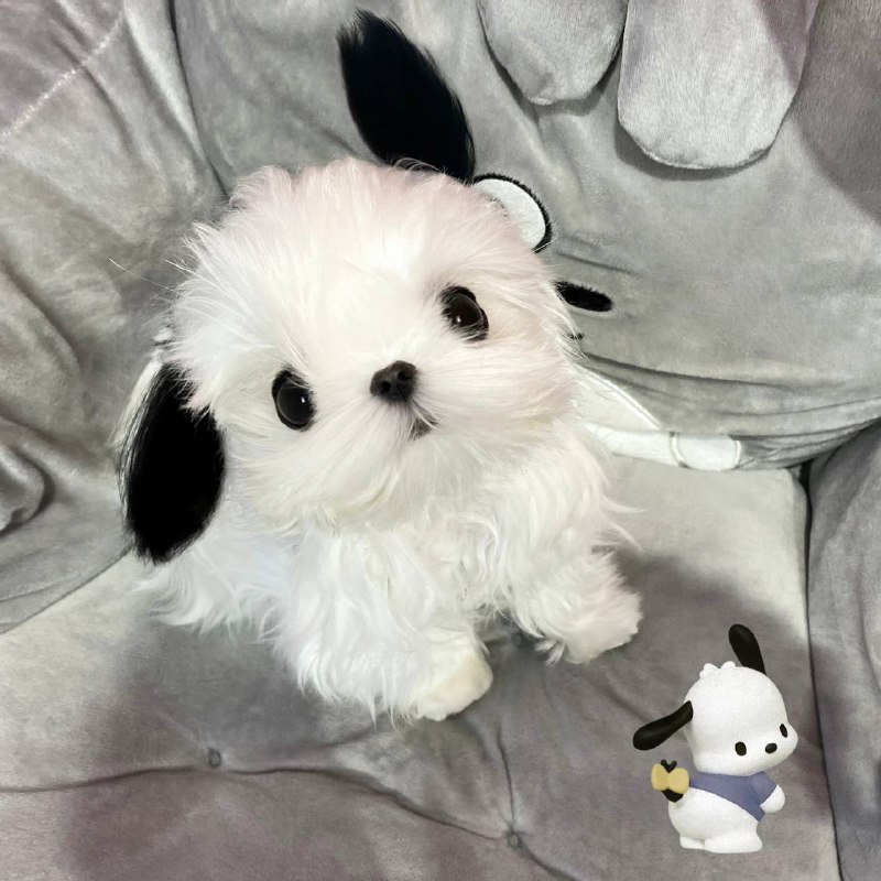 #狗狗from 平壤卫视 via 呀#狗狗from 平壤卫视 via 呀