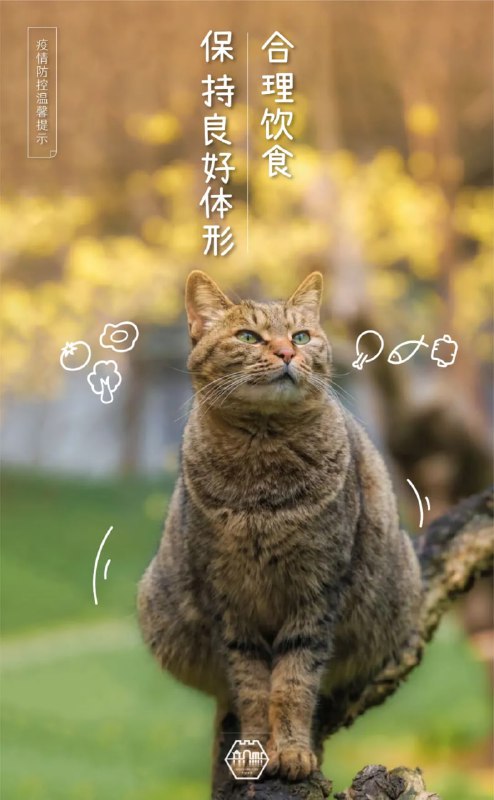#苏州园林的猫  苏州防疫宣传，掌握了流量密码#苏州园林的猫  苏州防疫宣传，掌握了流量密码