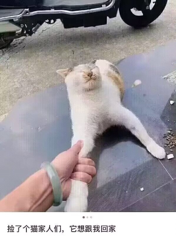 #猫猫from 平壤卫视