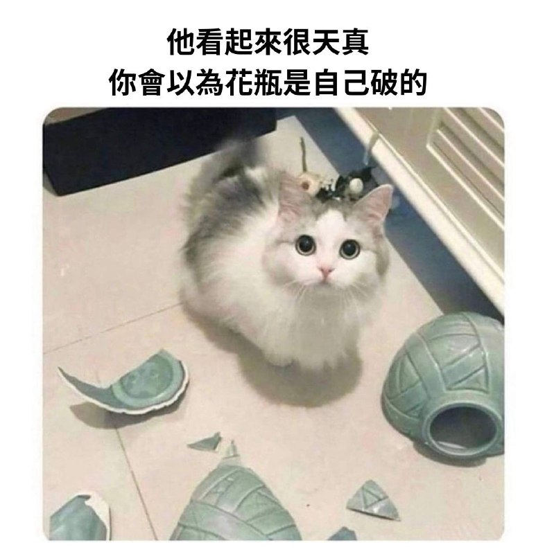 from 猫猫窝🐈🐈‍⬛️