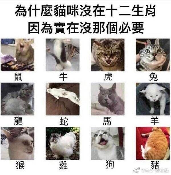 #猫from 小报频道