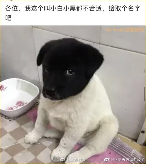 这狗