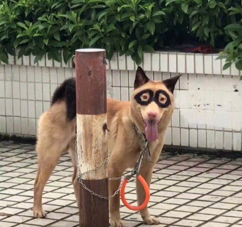 ？？？from 平壤卫视 via 呀？？？from 平壤卫视 via 呀