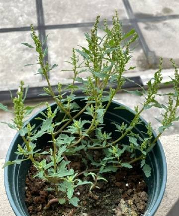 把花掐掉了，把草养大了把花掐掉了，把草养大了