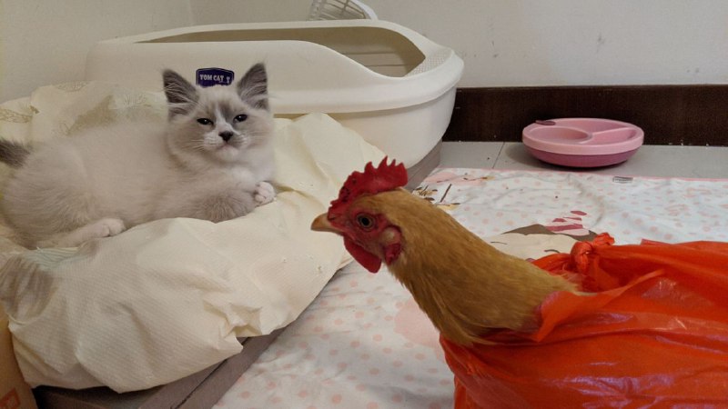 每ᨐ日ᨐ猫ᨐ图每ᨐ日ᨐ猫ᨐ图
