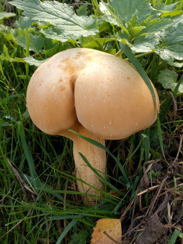 投稿投稿