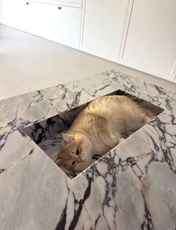 from 每日无数猫from 每日无数猫