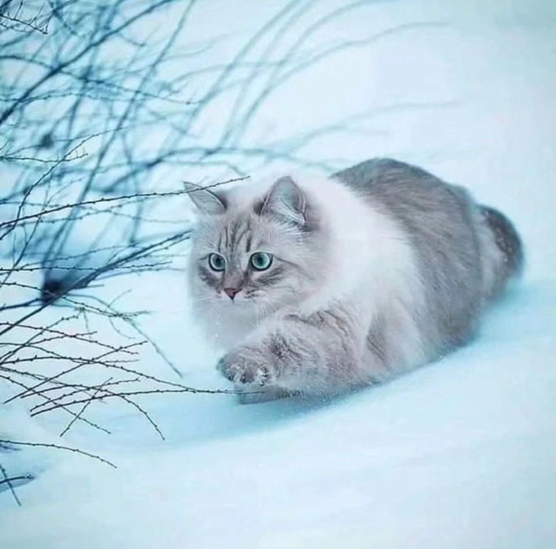 无内鬼！来点猫猫！无内鬼！来点猫猫！