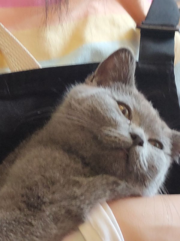 猫咖里的猫仿佛看透了人世沧桑via biod smith猫咖里的猫仿佛看透了人世沧桑via biod smith