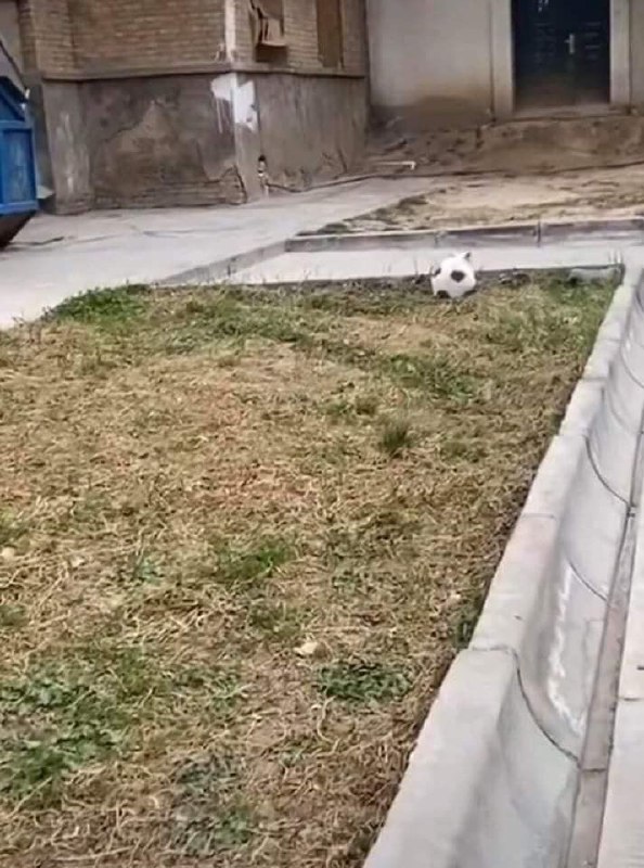 躲猫猫躲猫猫