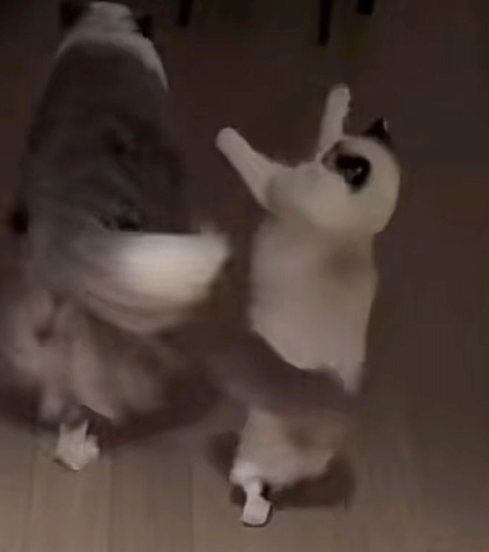 猫：我懂了！让我来！我来！猫：我懂了！让我来！我来！