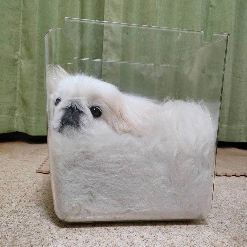 狗狗也可以是液体做的#狗狗from 平壤卫视 via ㅤ狗狗也可以是液体做的#狗狗from 平壤卫视 via ㅤ