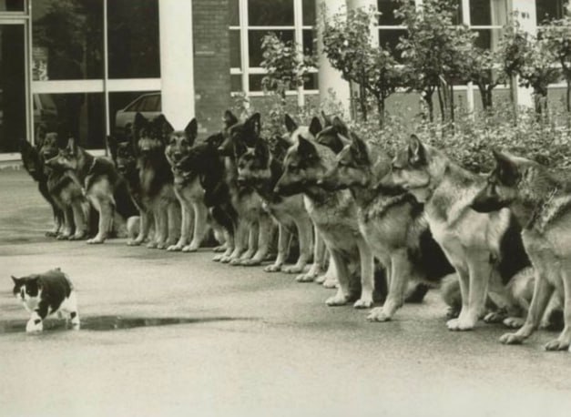 今天才知道：以前德国警犬考试的最终测验是看狗狗们能不能在面对一只猫时保持冷静