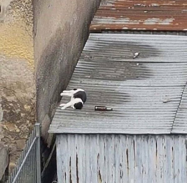 昨晚有只伤心猫……