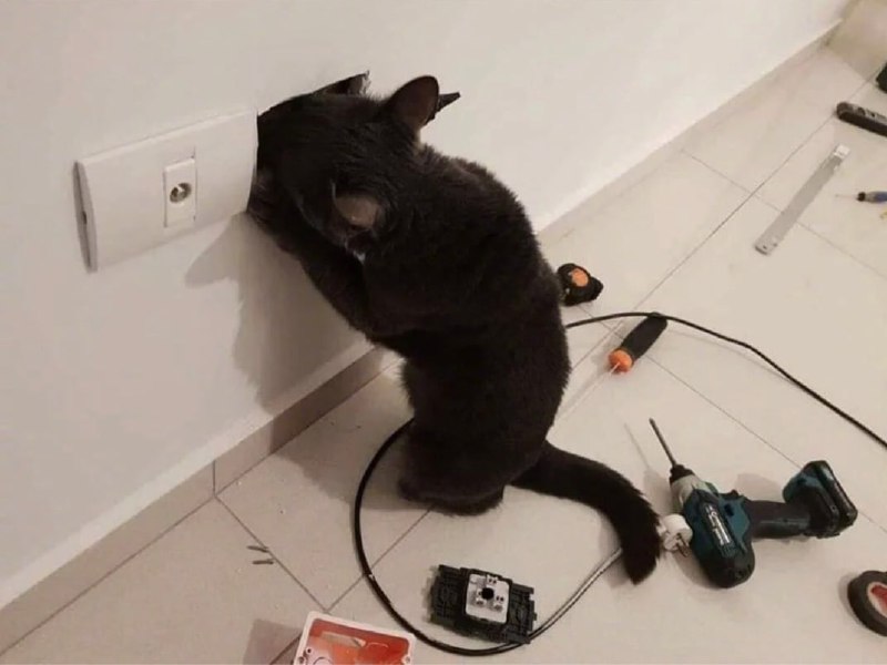 电 工 使 者#猫猫from 平壤卫视 via ㅤ电 工 使 者#猫猫from 平壤卫视 via ㅤ