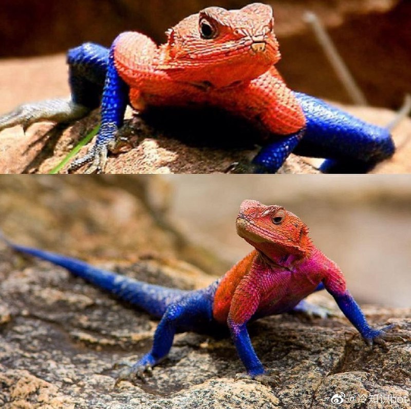 姆万扎平头飞龙蜥（Agama mwanzae），别称“蜘蛛侠蜥蜴”