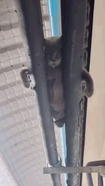 不懂就问，猫睡觉都这样嘛？不懂就问，猫睡觉都这样嘛？
