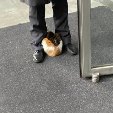 🐶：为什么要区别对待我🐶：为什么要区别对待我