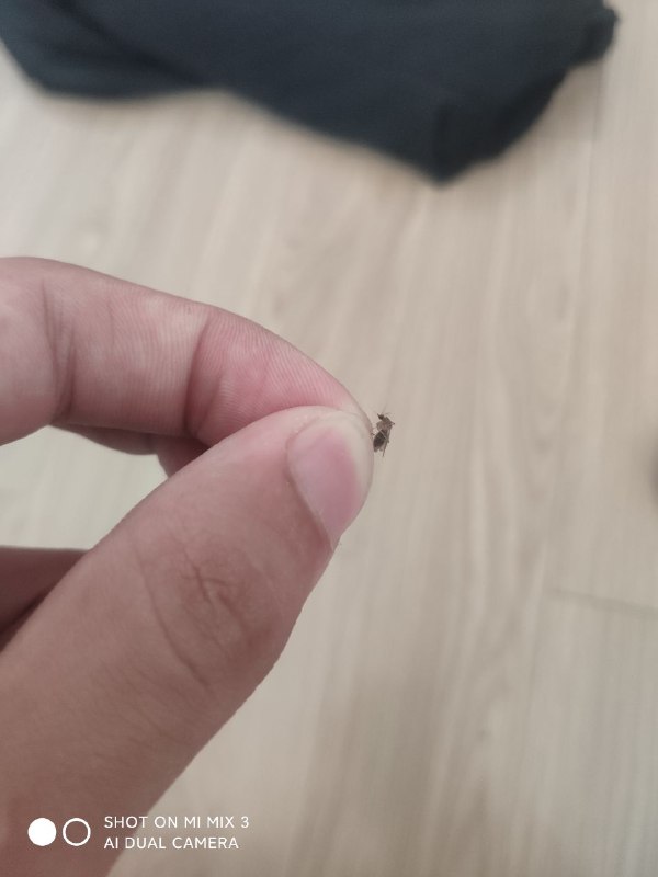 from 超可爱的！ 今天起床发现一只蚊子，跟蚂蚁那么肥！刚打算打死它，但觉得是我自己的血肉下不去手,于是给它把嘴揪断之后放生了