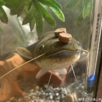 他是不是不知道自己头顶有饭？顶着两颗饭饭在发呆他是不是不知道自己头顶有饭？顶着两颗饭饭在发呆