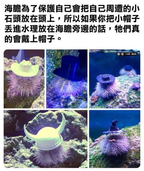 from 心惊报 via efsg