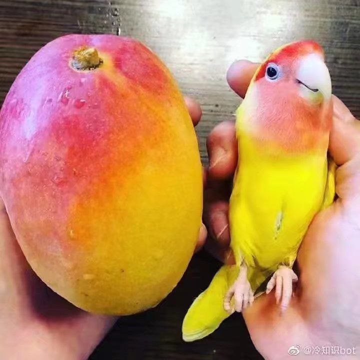 水果色鹦鹉！via 🍀берёза☘️水果色鹦鹉！via 🍀берёза☘️