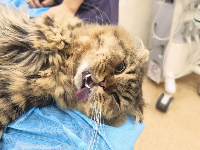 我朋友给他的猫亲手阉的🤣from Rosmontis's blog🔅我朋友给他的猫亲手阉的🤣from Rosmontis's blog🔅
