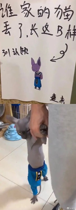 这不是龙珠里的比鲁斯嘛😂