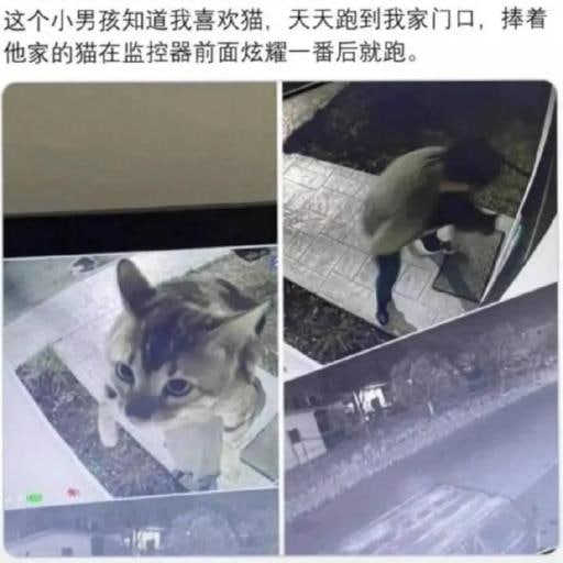 如果我有一只猫🐱，我要把它给全世界看！