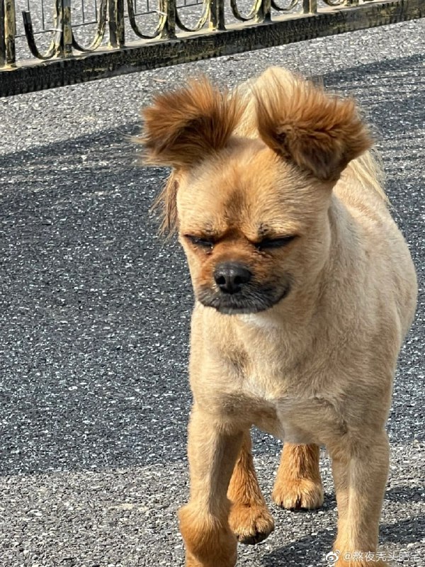 #狗狗from 平壤卫视 via ㅤ#狗狗from 平壤卫视 via ㅤ