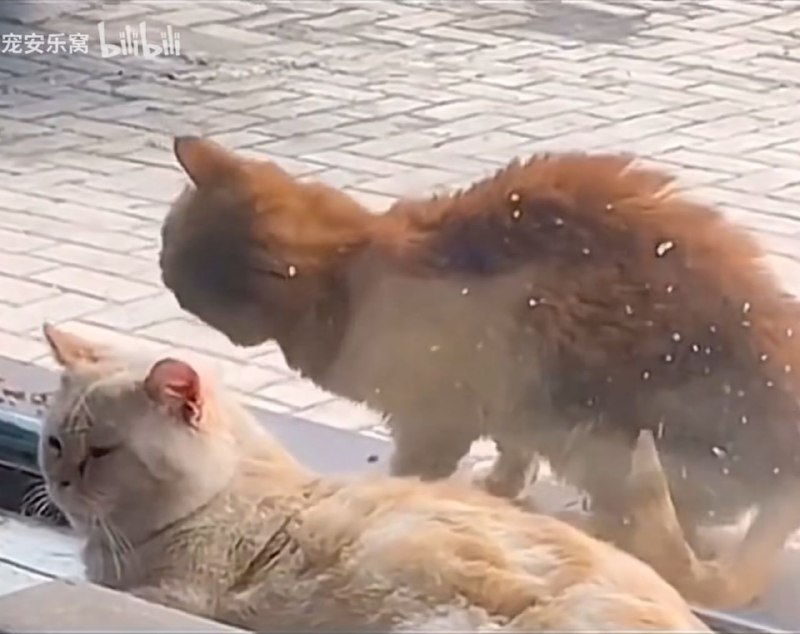 被抛弃的猫儿其实很怀念在人类怀中的感觉（图1是小区流浪猫在雕像怀里撒娇，图2是流浪猫看到宠物店里的猫被摸，下意识的侧身露出了脖子）😢via LDLD 果冻被抛弃的猫儿其实很怀念在人类怀中的感觉（图1是小区流浪猫在雕像怀里撒娇，图2是流浪猫看到宠物店里的猫被摸，下意识的侧身露出了脖子）😢via LDLD 果冻