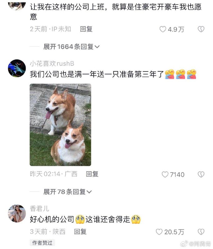 公司给员工每人一只狗 好歹毒的公司公司给员工每人一只狗 好歹毒的公司