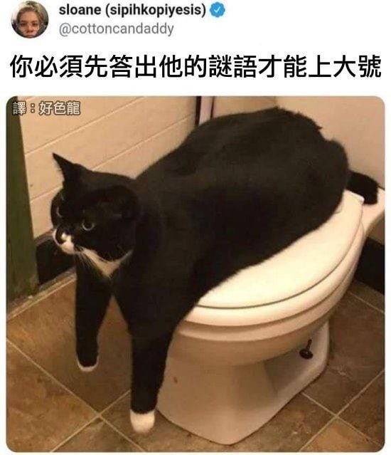 斯芬克斯猫